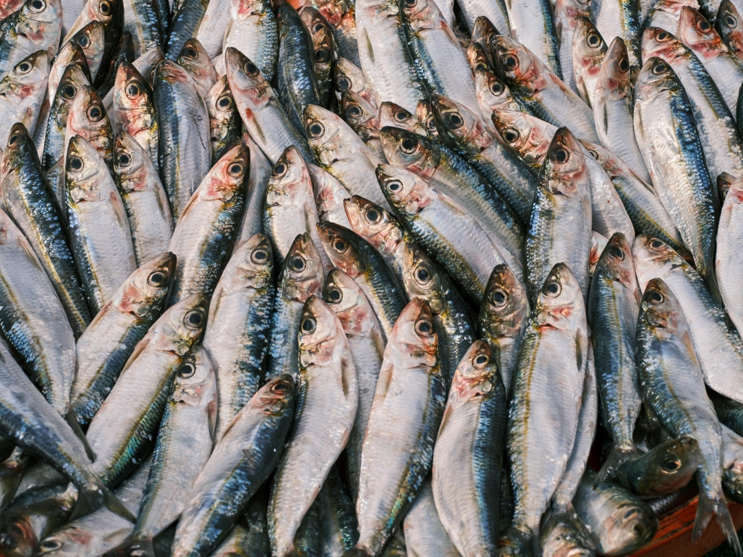 Sardine (Mathi)