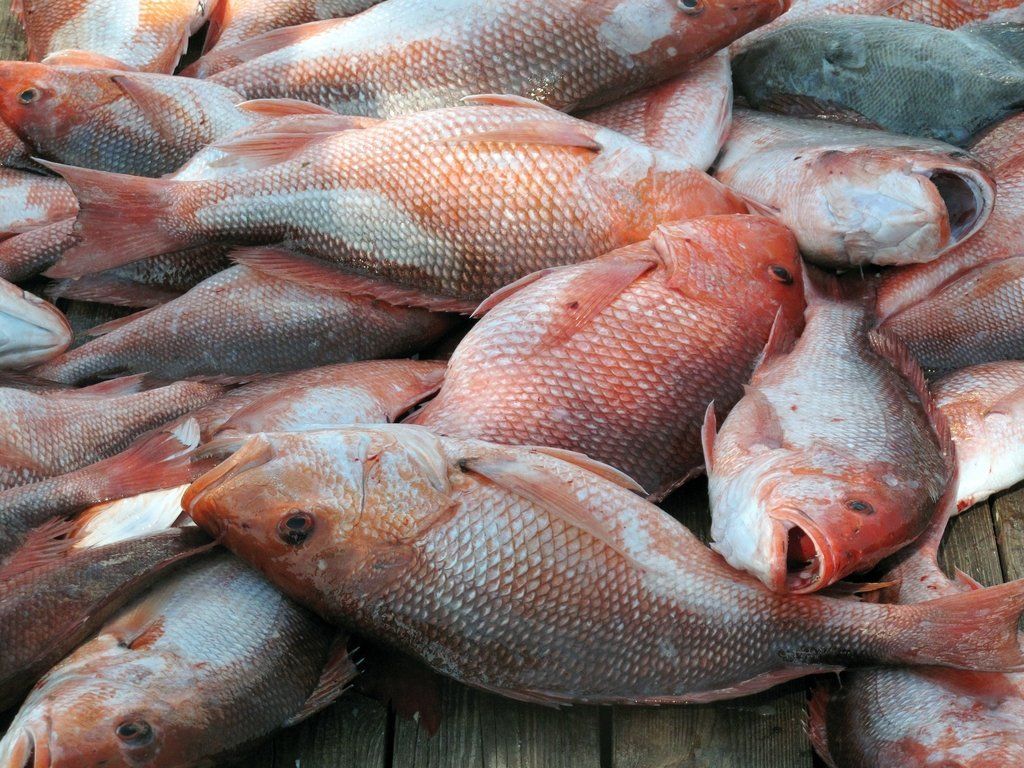 Red Snapper Fish ( Sangara )
