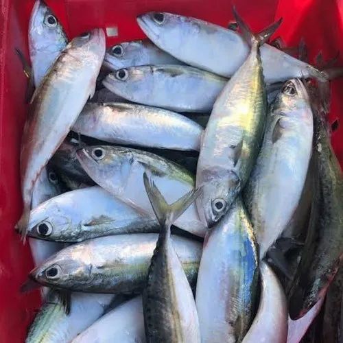 Indian Mackerel (Kana keluthi)