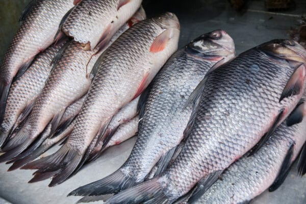 Rohu Fish
