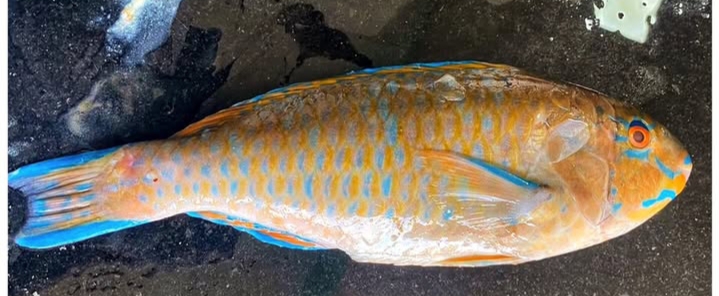 Parrot fish